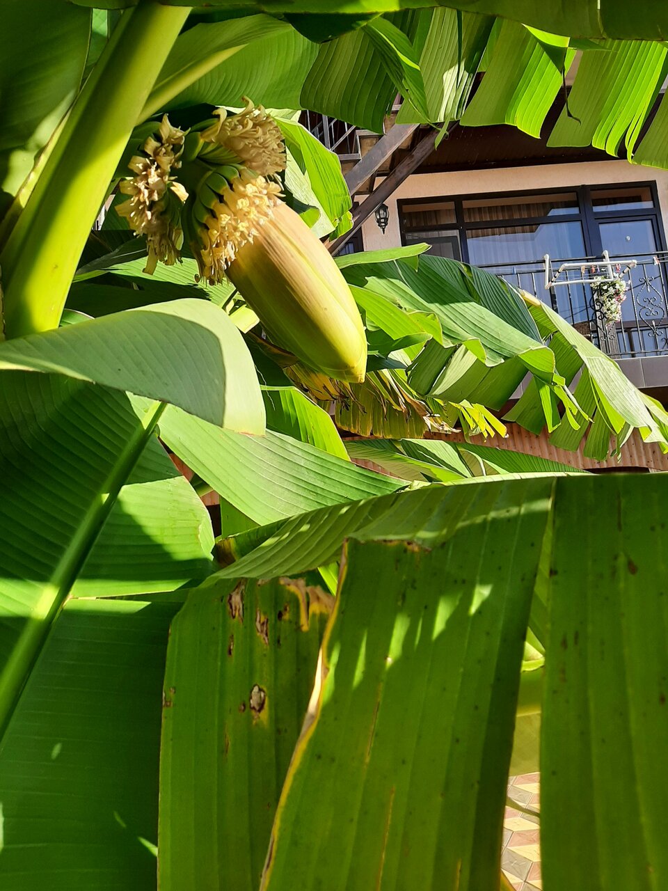 Гостиница Санрайз Джубга