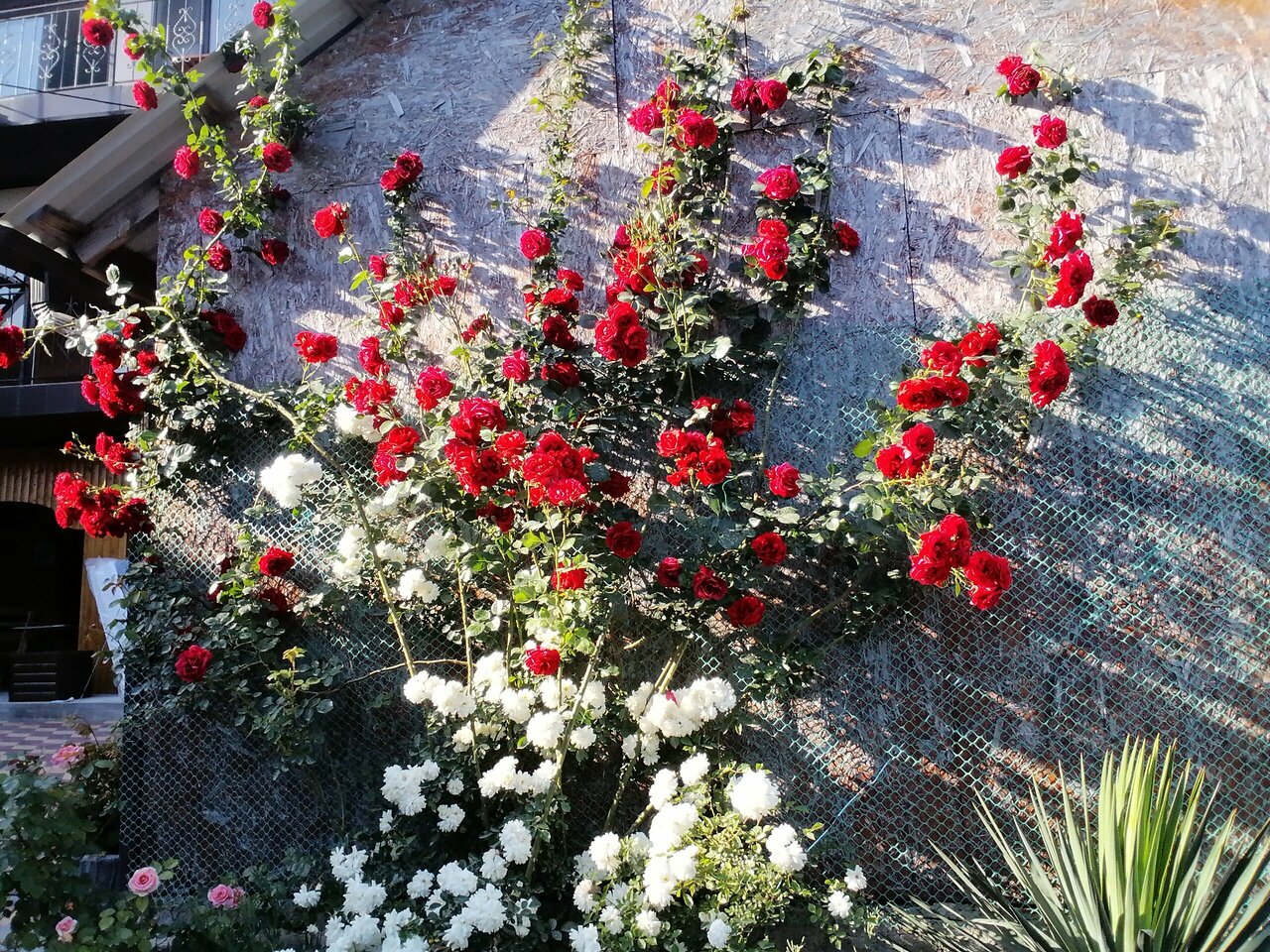 Гостиница Санрайз Джубга-20