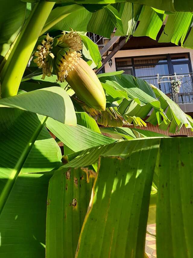 Гостиница Санрайз Джубга-15